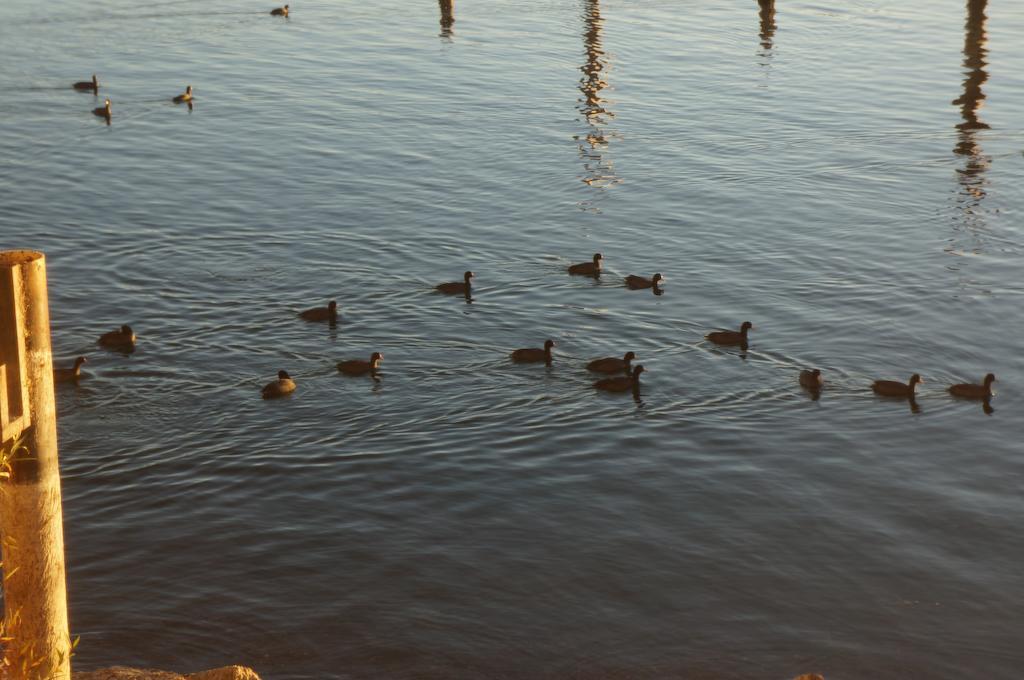 Lake Marina Inn Clearlake Oaks Kültér fotó